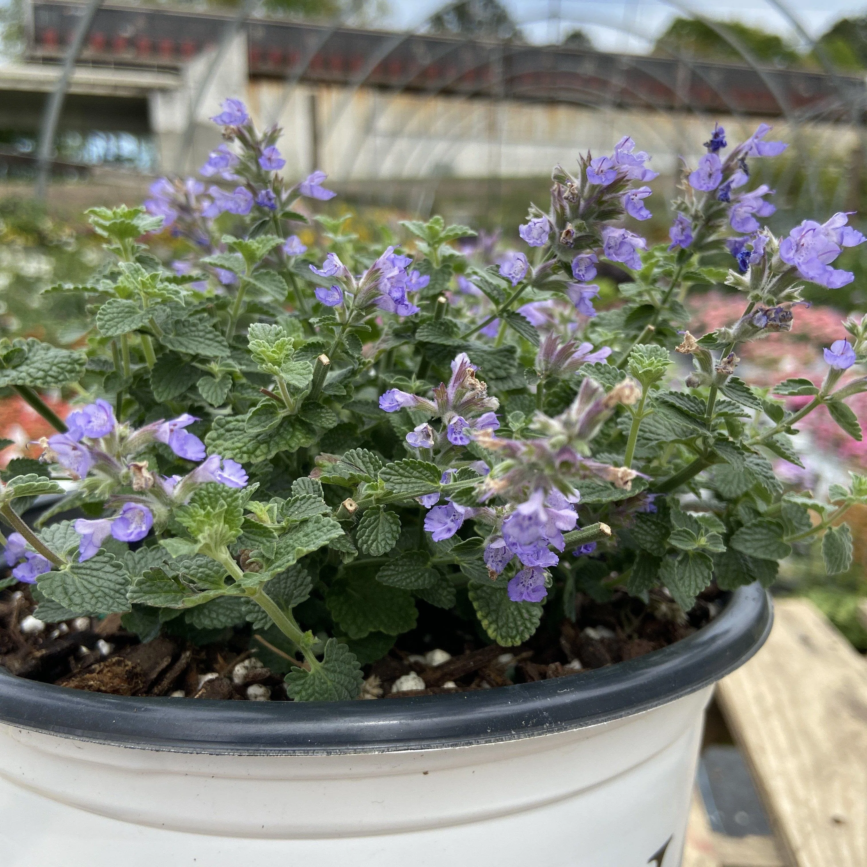 Catmint, Cat's Pajamas Catmint - Image 3