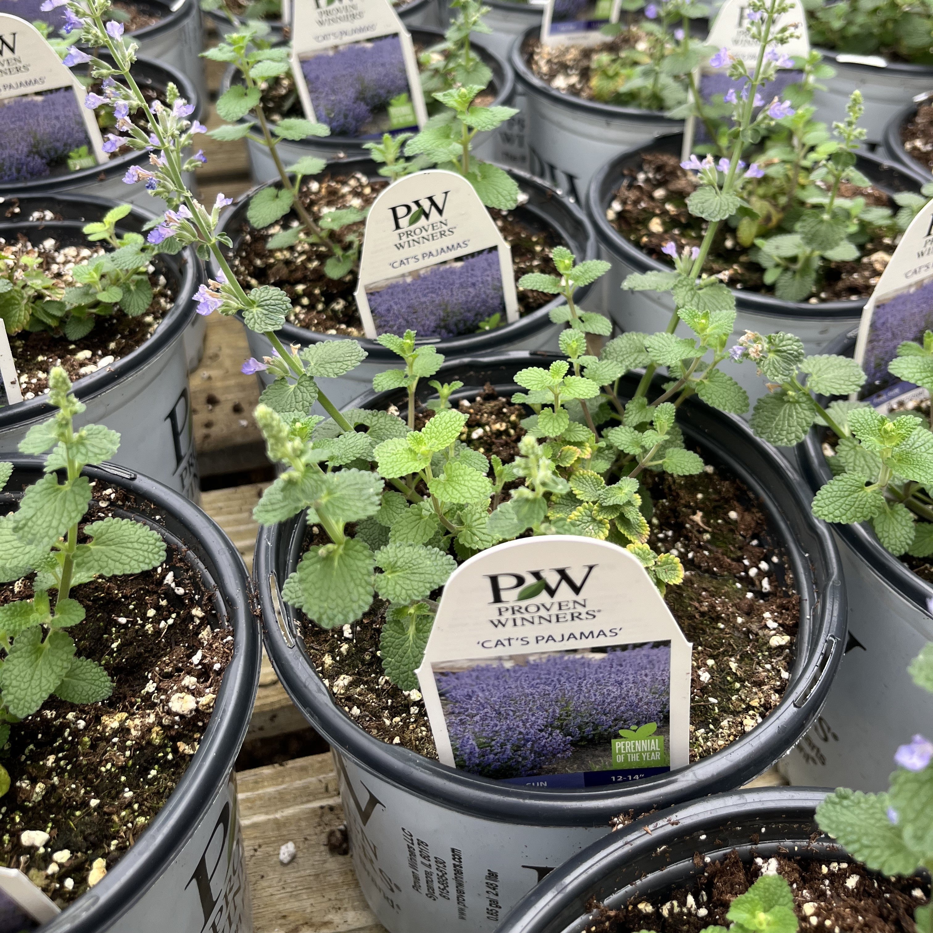 Catmint, Cat's Pajamas Catmint - Image 4