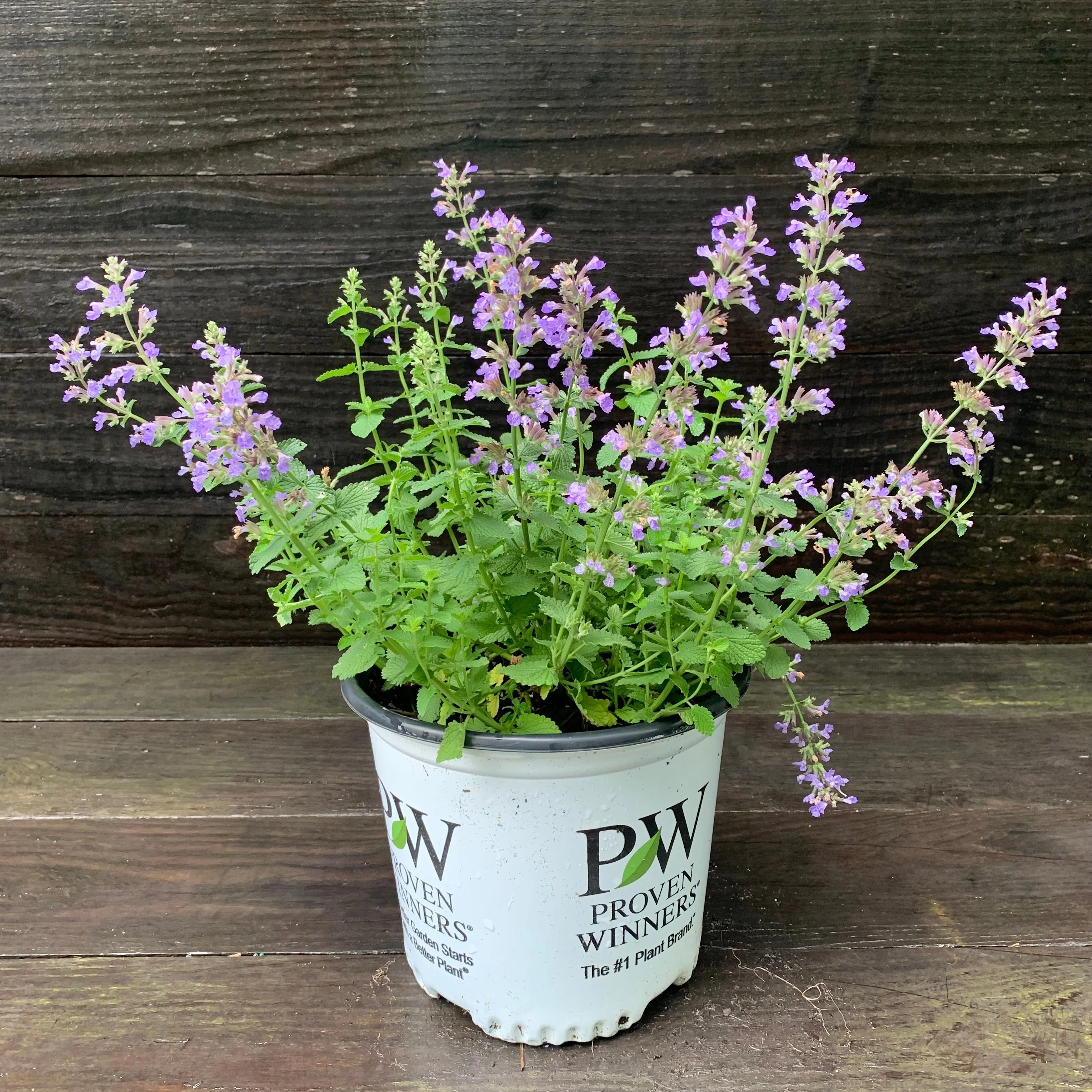 Catmint, Cat's Pajamas Catmint - Image 5