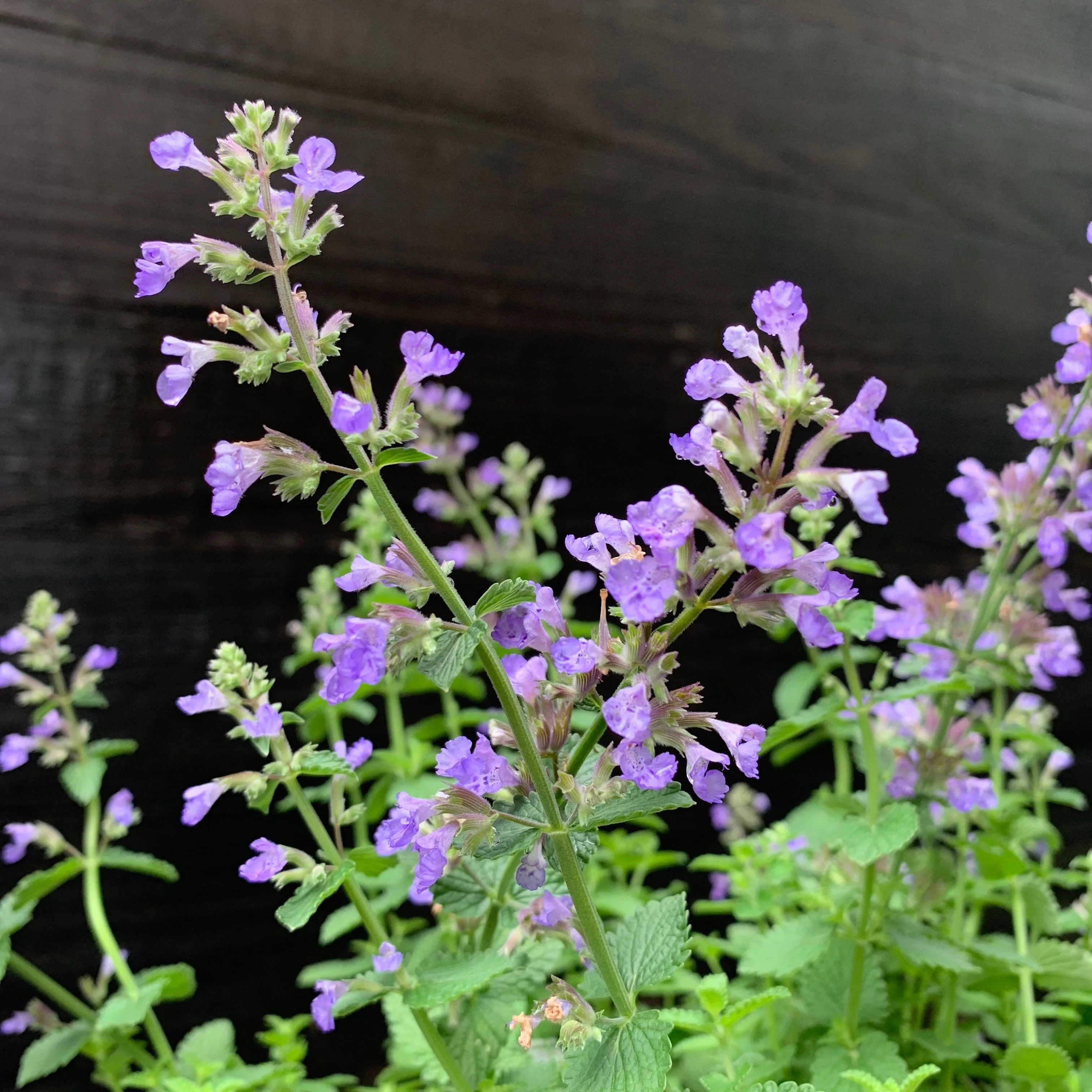 Catmint, Cat's Pajamas Catmint - Image 6