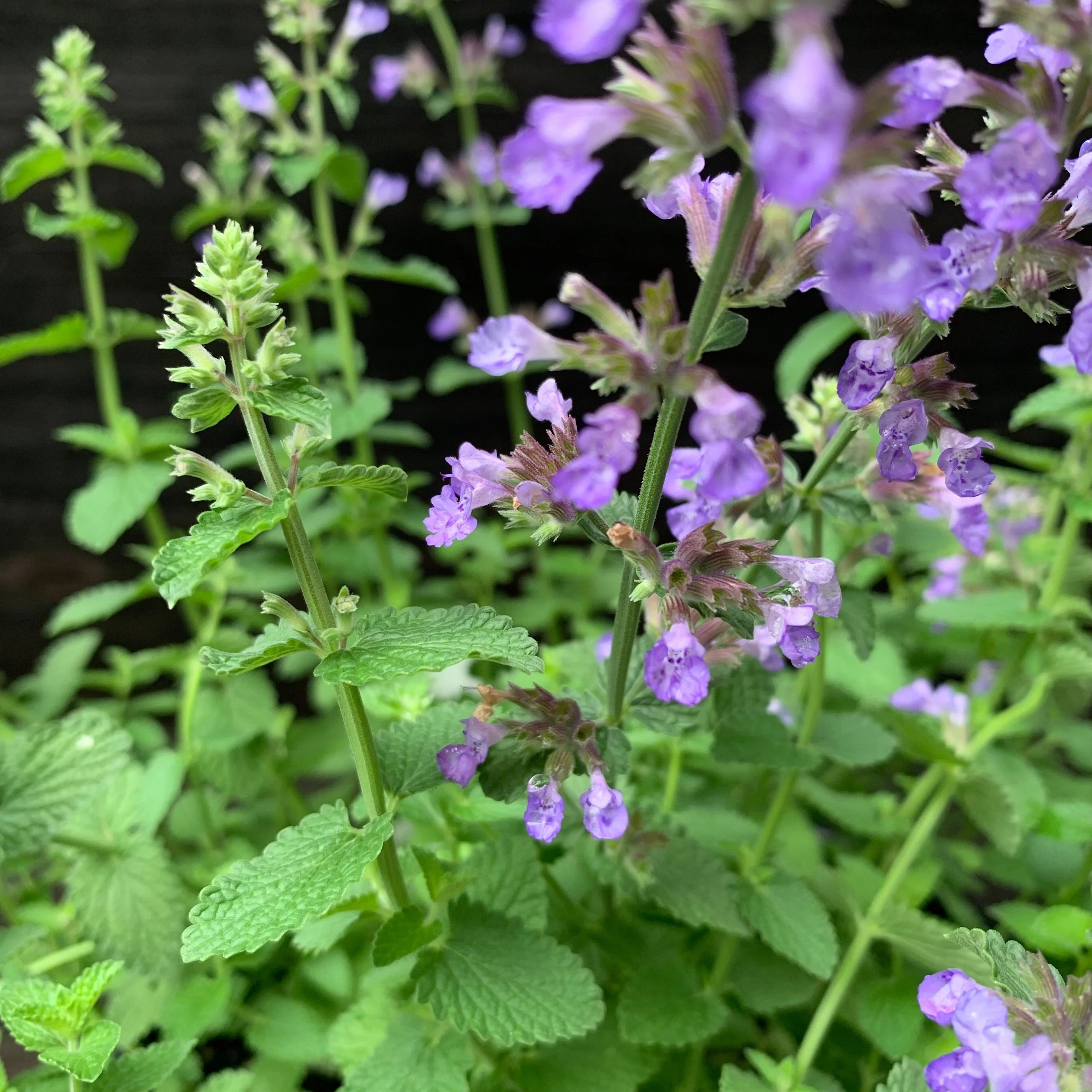 Catmint, Cat's Pajamas Catmint - Image 7