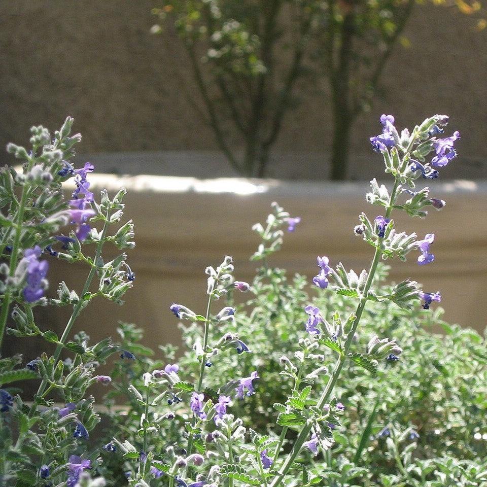 Catnip - Image 3