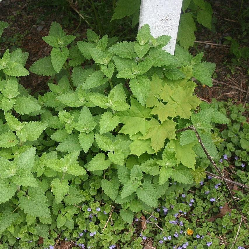Catnip - Image 4
