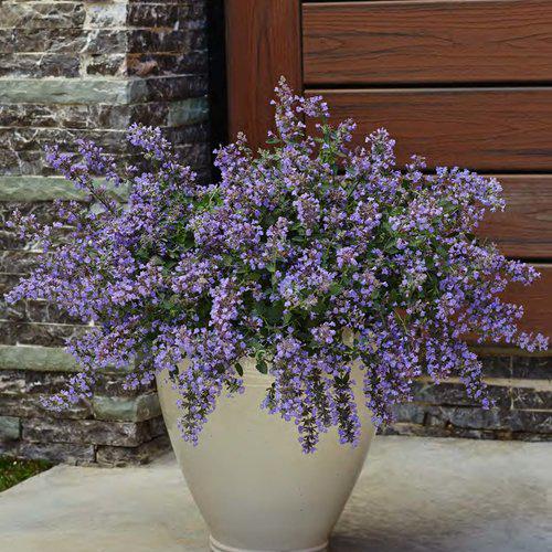 Catmint, Cat's Meow Catmint - Image 3
