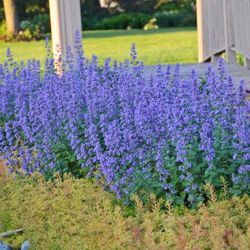 Catmint, Cat's Meow Catmint - Image 4