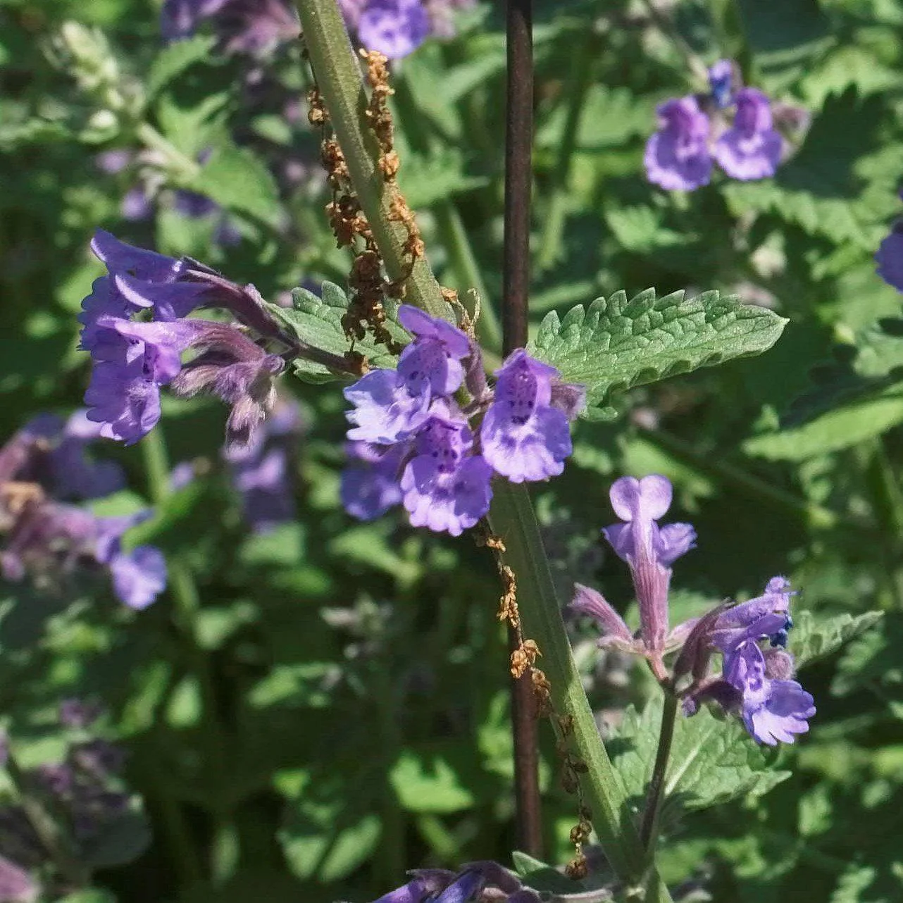 Catmint, Walker's Low Catmint - Image 3