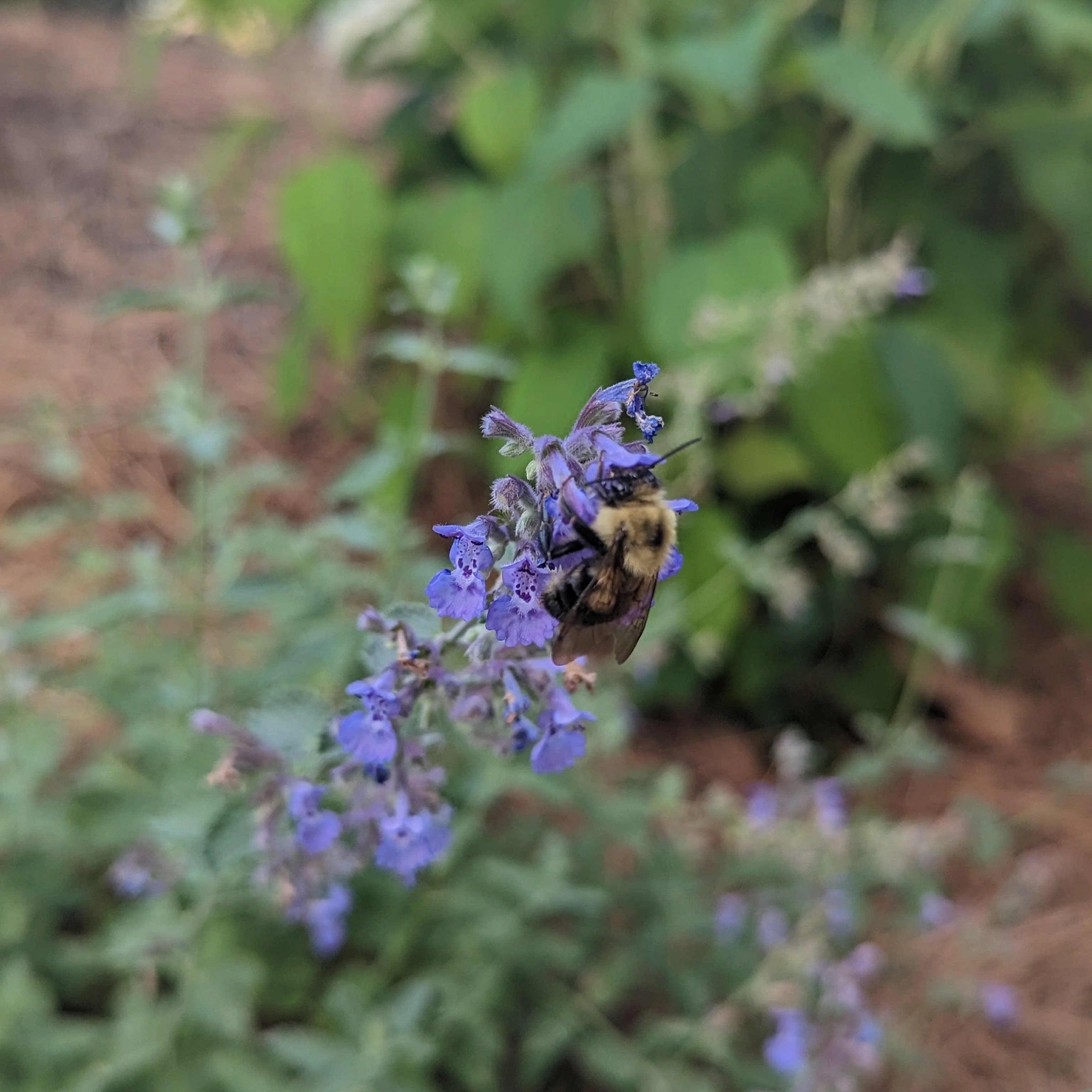 Catmint, Walker's Low Catmint - Image 5