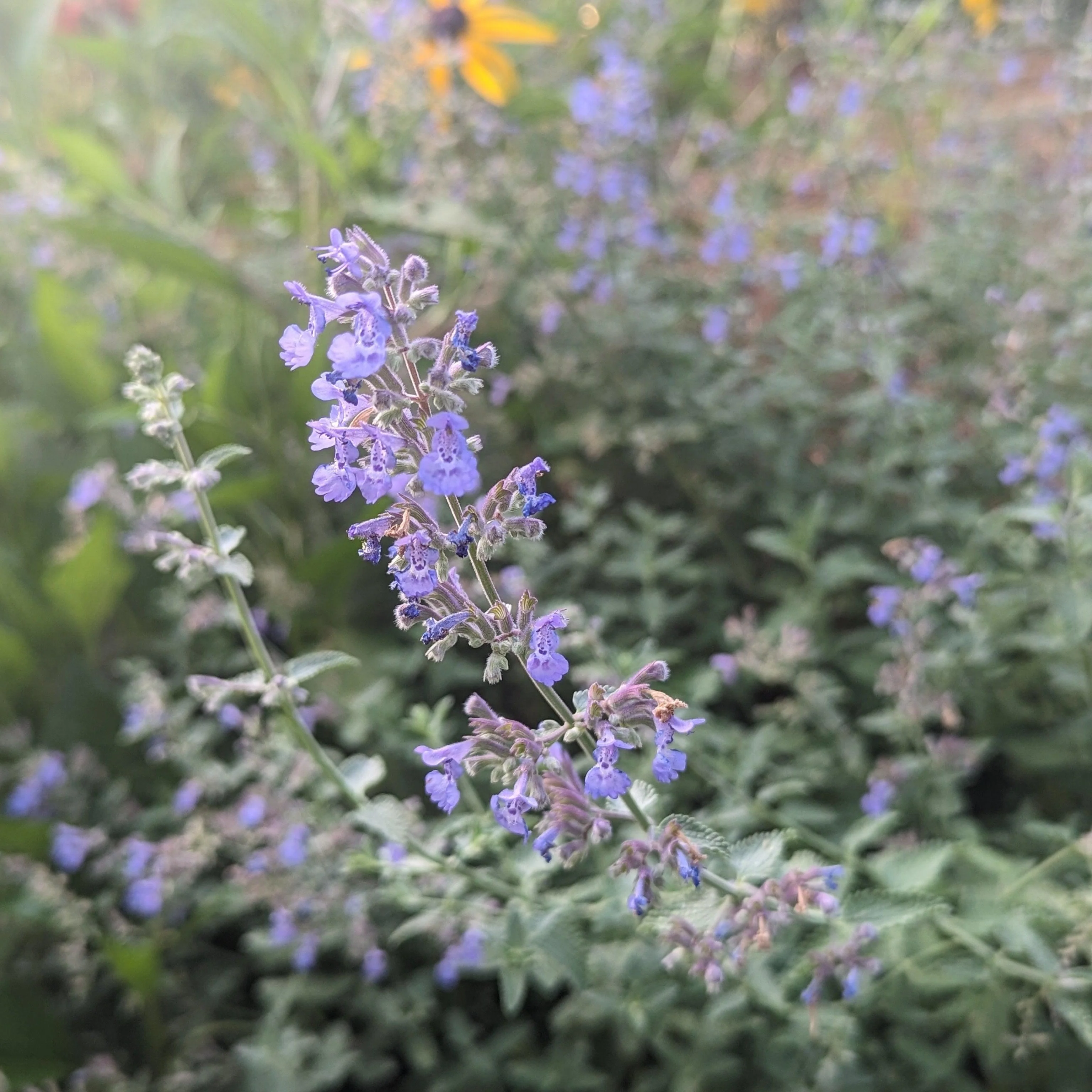 Catmint, Walker's Low Catmint - Image 6