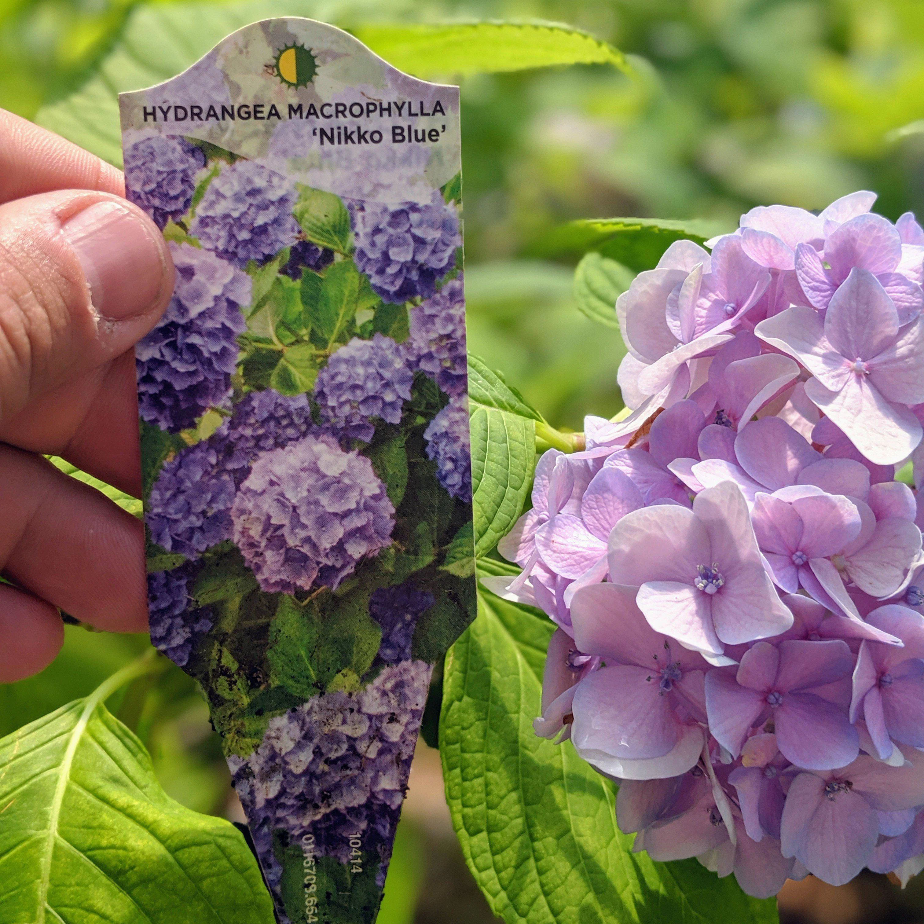 Hydrangea, Nikko Blue Hydrangea - Image 2