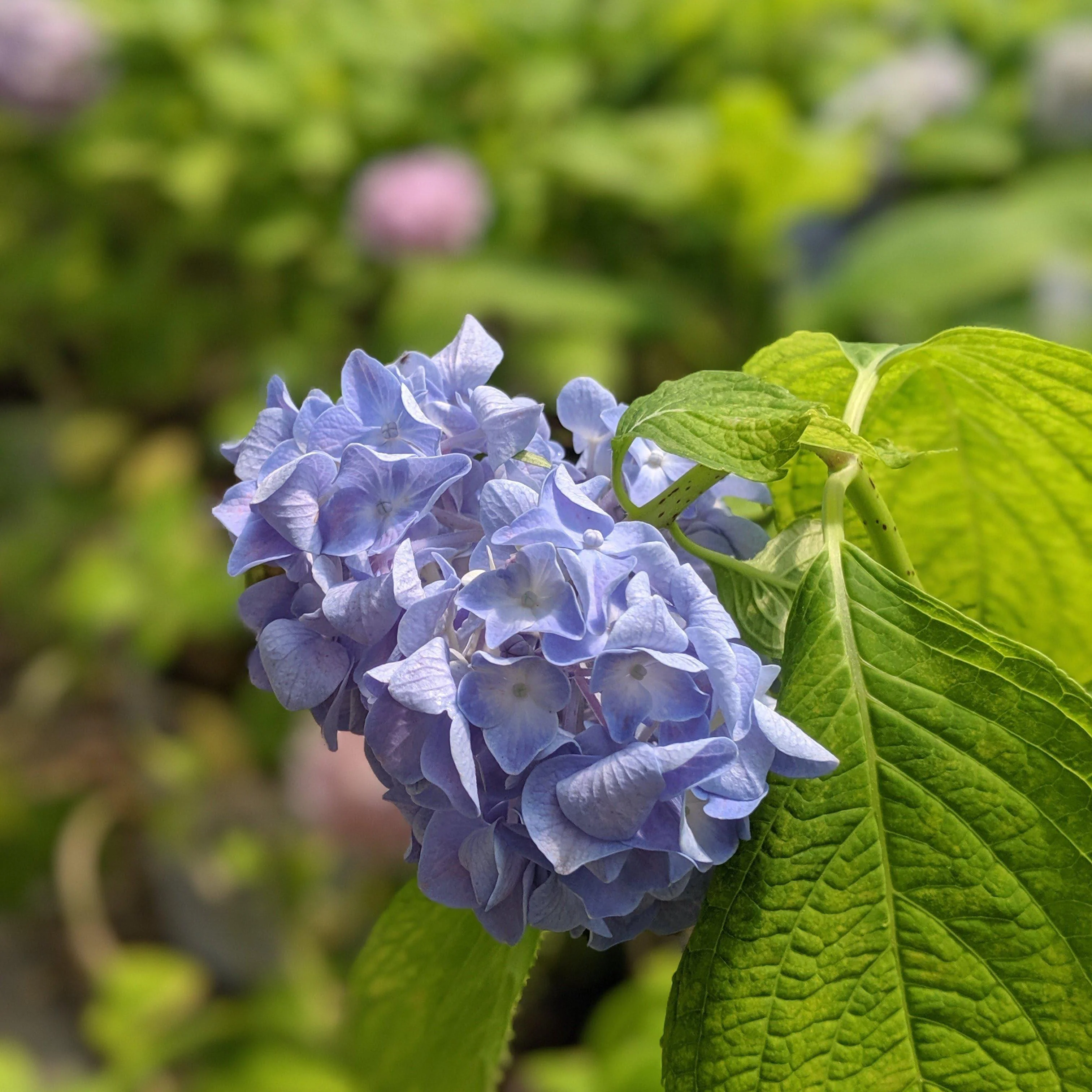 Hydrangea, Nikko Blue Hydrangea - Image 3