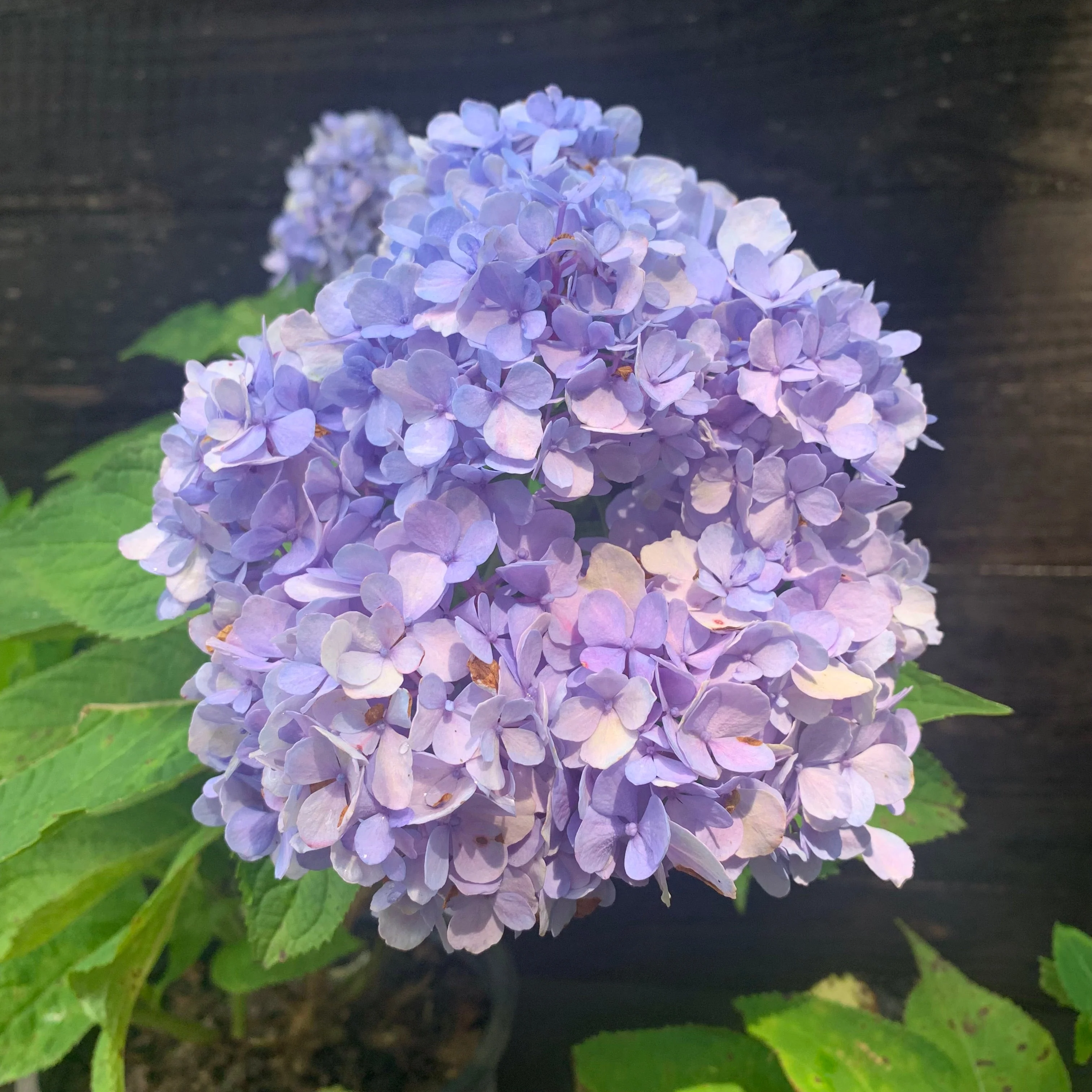 Hydrangea, Nikko Blue Hydrangea - Image 7
