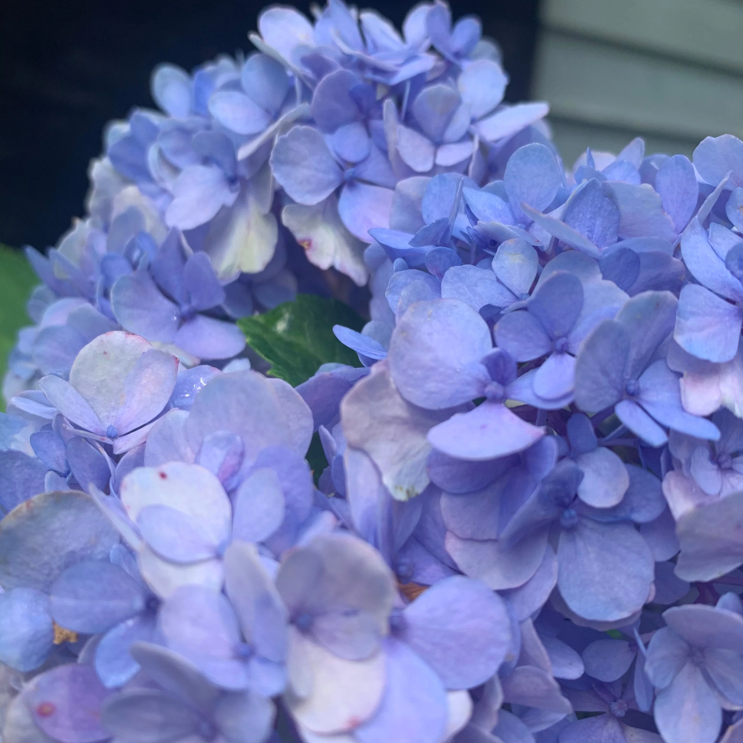 Hydrangea, Nikko Blue Hydrangea - Image 8