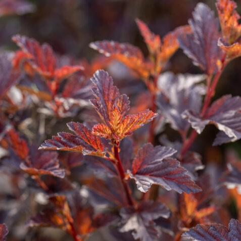 Ninebark, First Editions® Fireside® Ninebark