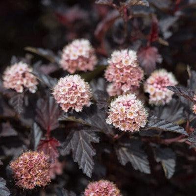 Ninebark, First Editions® Fireside® Ninebark - Image 3