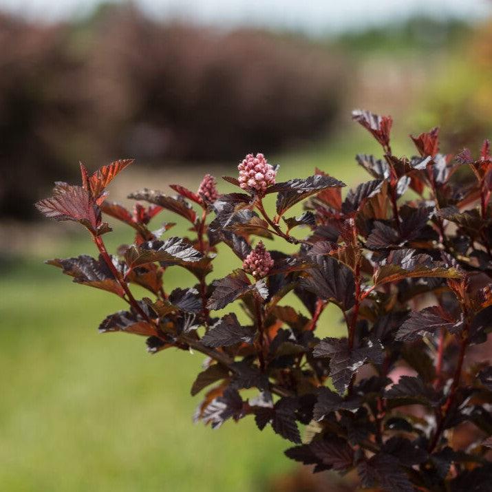 Ninebark, First Editions® Fireside® Ninebark - Image 5
