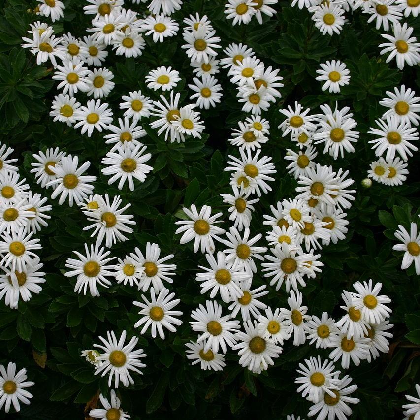 Montauk Daisy, Nippon Daisy