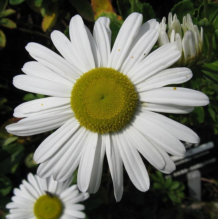 Montauk Daisy, Nippon Daisy - Image 2