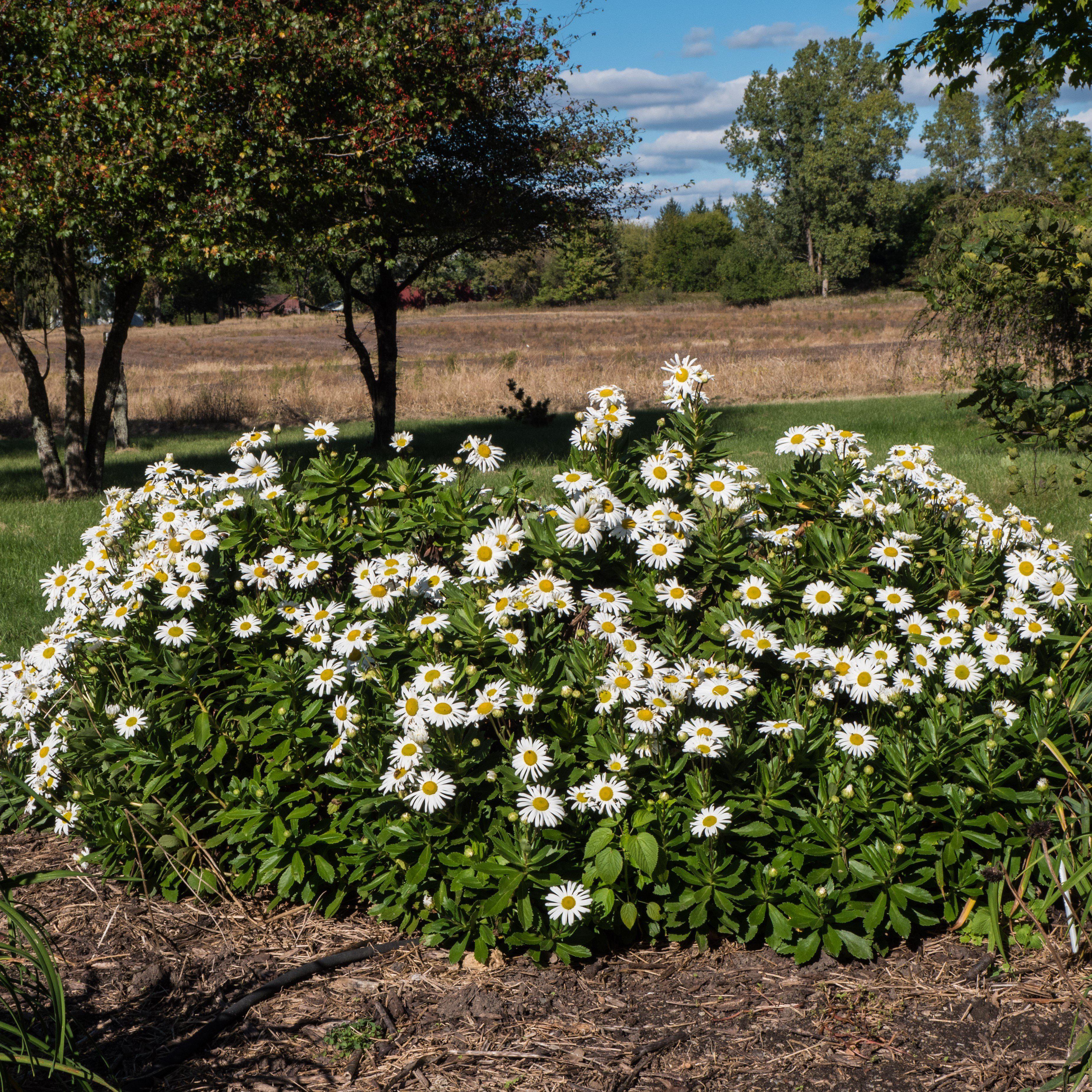 Montauk Daisy, Nippon Daisy - Image 3