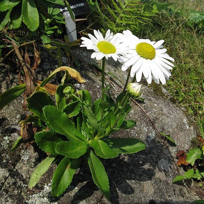 Montauk Daisy, Nippon Daisy - Image 4