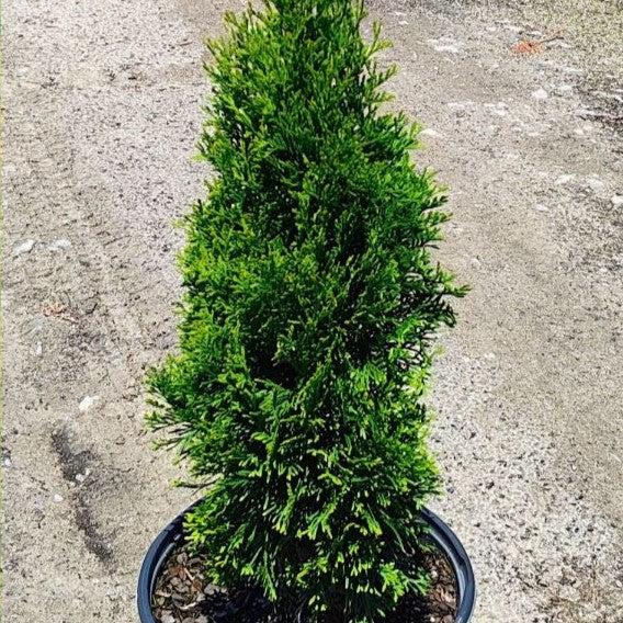 Arborvitae, North Pole Arborvitae - Image 3