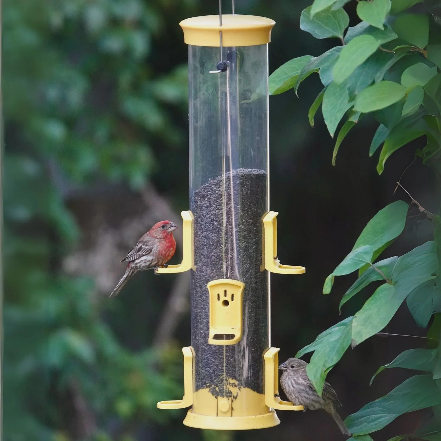 Large Plastic Thistle Tube Wild Bird Feeder, 2.1 qt capacity - Image 2
