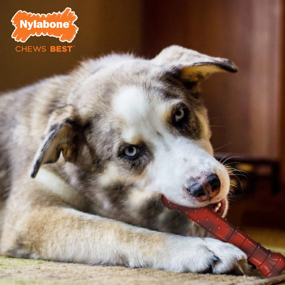 Nylabone Power Chew Original & Textured Bone Chew Dog Toy - Image 4