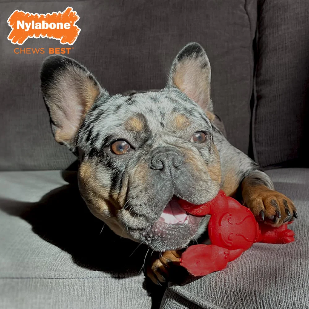 Nylabone Power Chew Lobster Dog Toy, Small - for Dogs up to 25lbs - Image 5