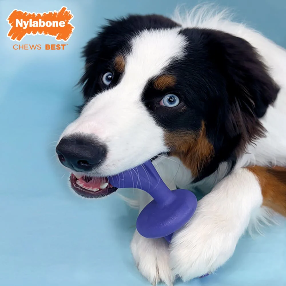 Nylabone Power Chew Rolling Chase N Chew Toy, Large/Giant - Image 5