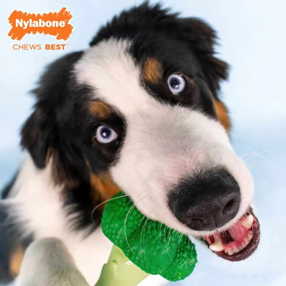Nylabone Power Chew Broccoli Dog Toy, Large/Giant - Image 5