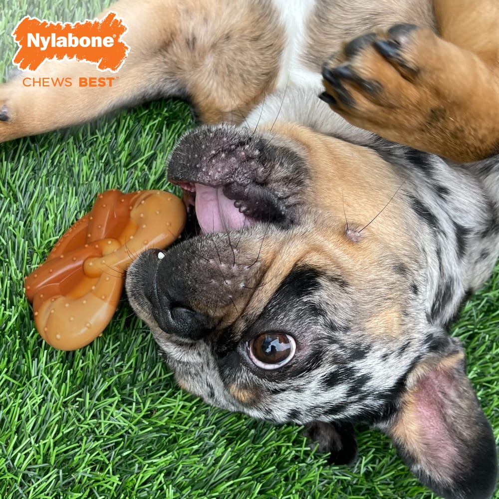 Nylabone Power Chew Pretzel Dog Toy, Small - for dogs up to 25lbs - Image 3