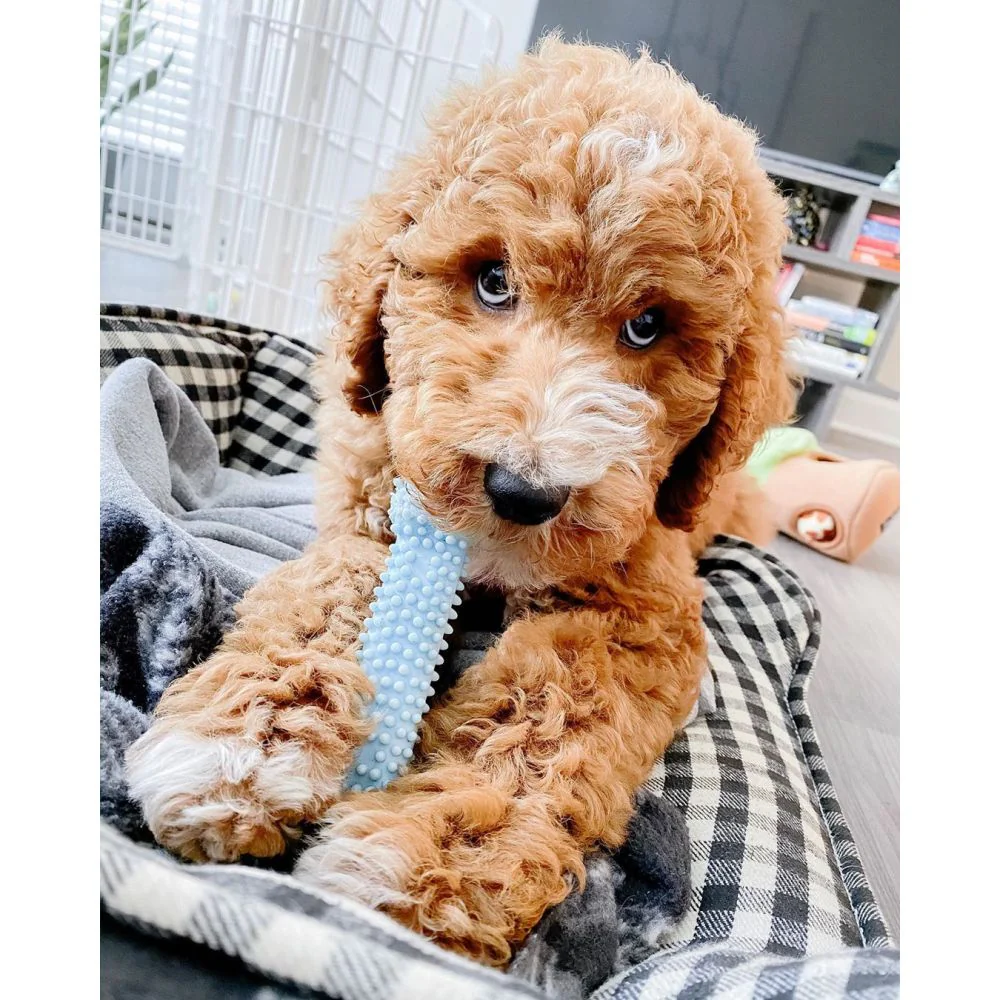 Nylabone Puppy Teething & Soothing Flexible Chew Dog Toy - Image 2