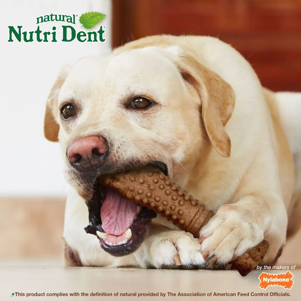 Nylabone Nutri Dent Filet Mignon Dog Dental Chews Dog Treat, XL, 50+lbs - Image 4