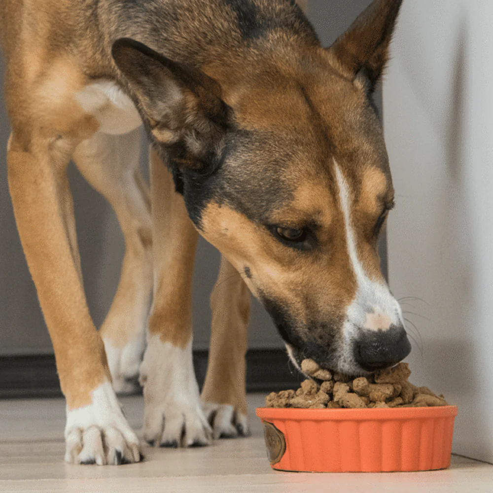 Open Farm Surf & Turf Freeze Dried Raw Dog Food - Image 2