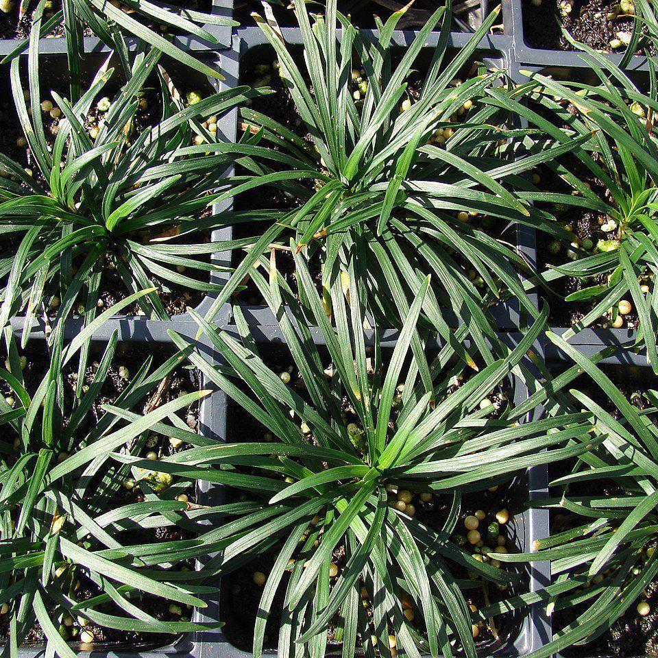 Grass, Dwarf Mondo Grass