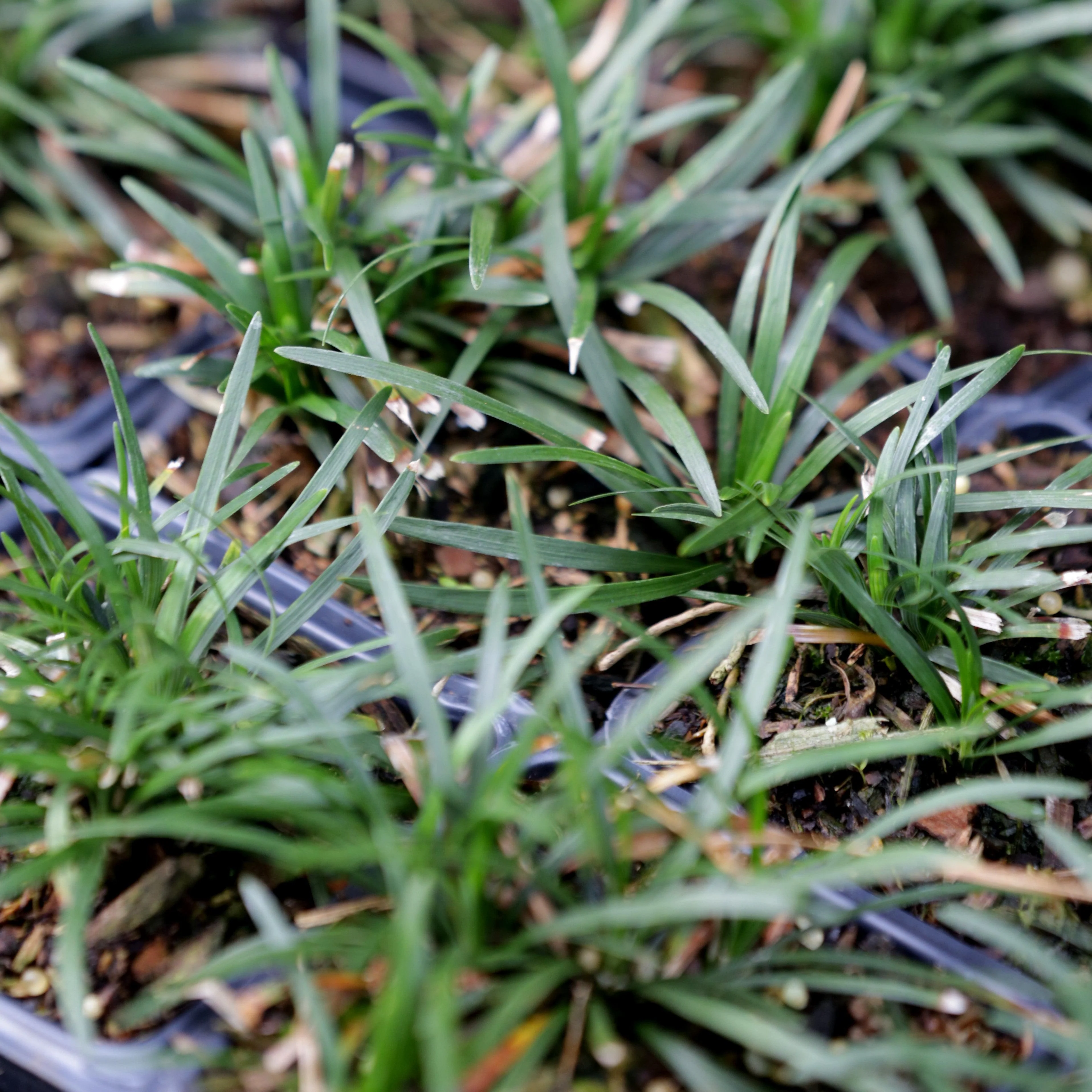 Grass, Dwarf Mondo Grass - Image 4