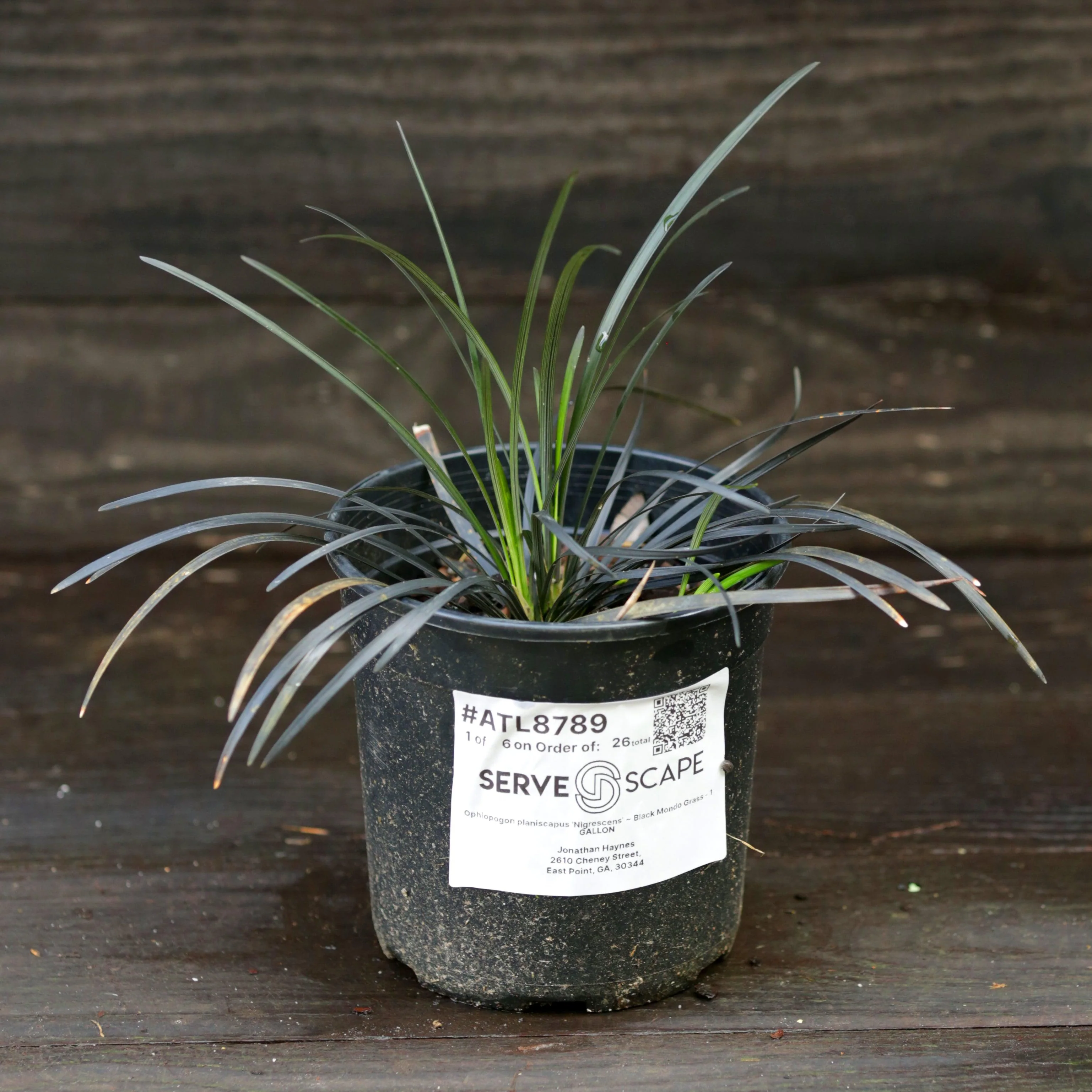 Grass, Black Mondo Grass - Image 3