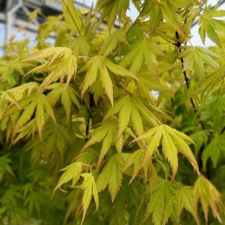 Maple, Orange Dream Japanese Maple