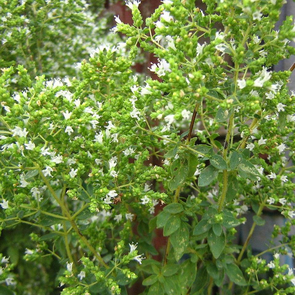 Oregano, Greek Oregano - Image 3