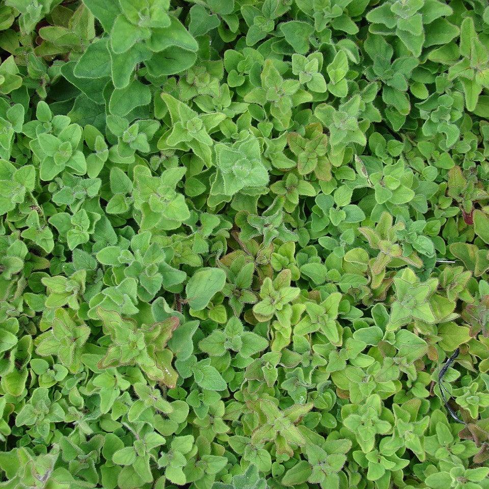 Oregano, Greek Oregano - Image 4