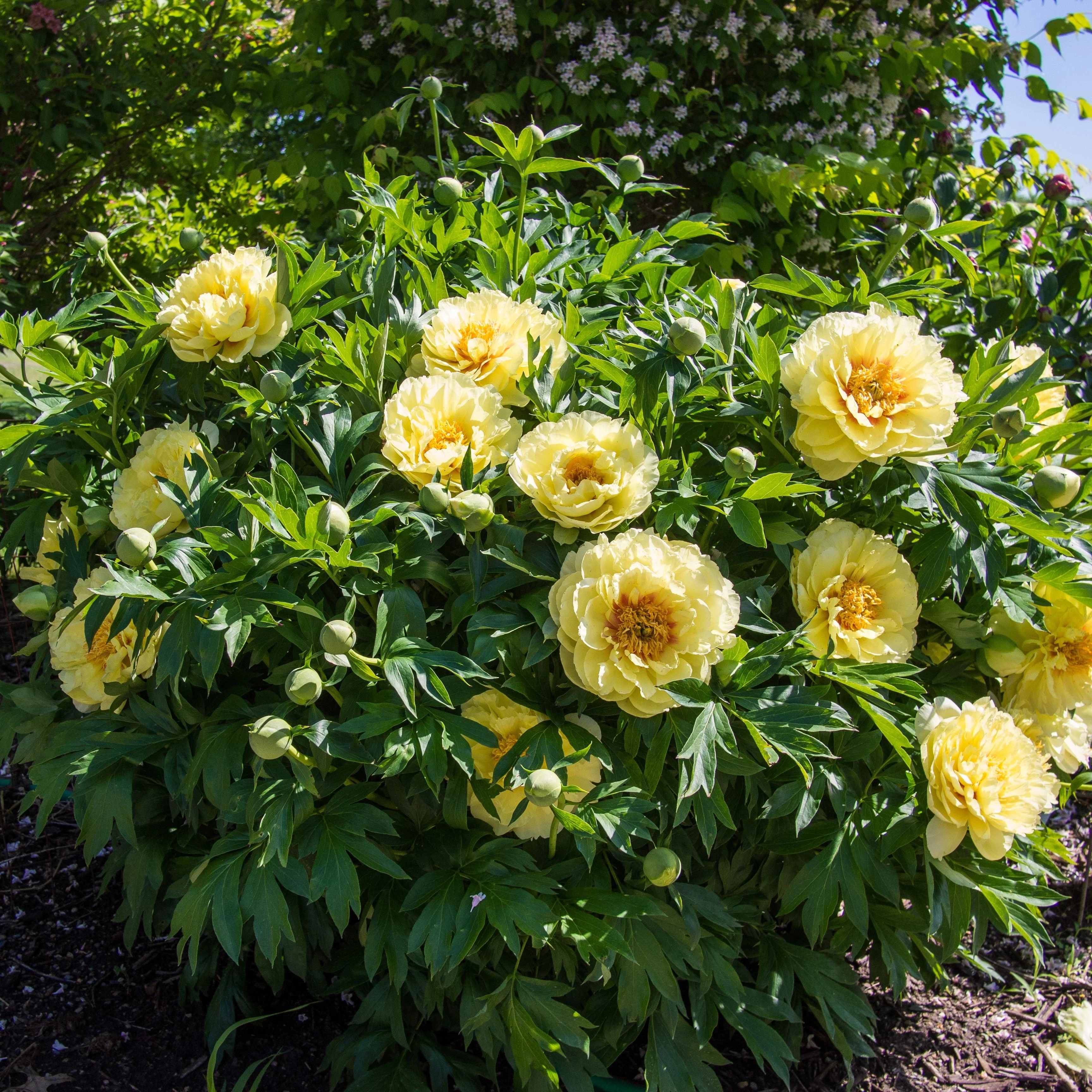 Peony, Bartzella Itoh Peony