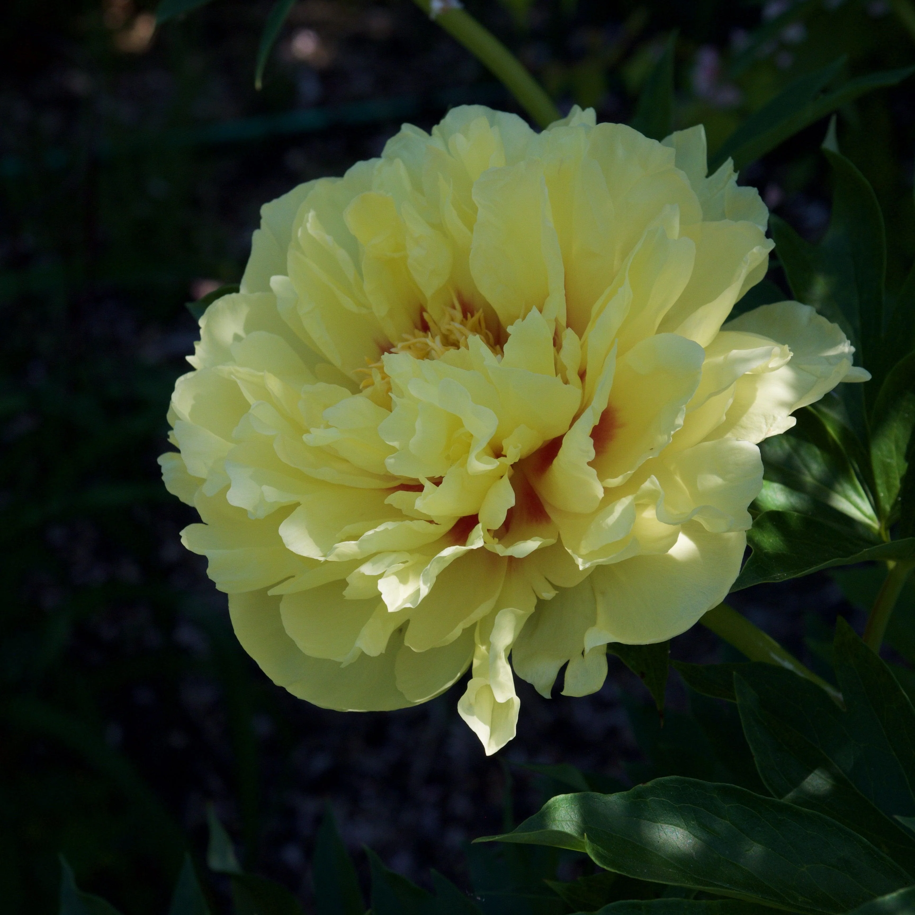 Peony, Bartzella Itoh Peony - Image 2