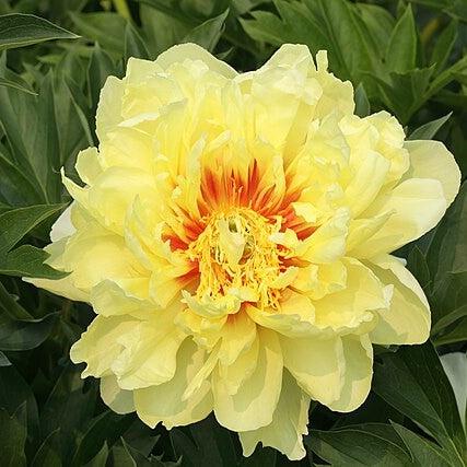 Peony, Bartzella Itoh Peony - Image 3