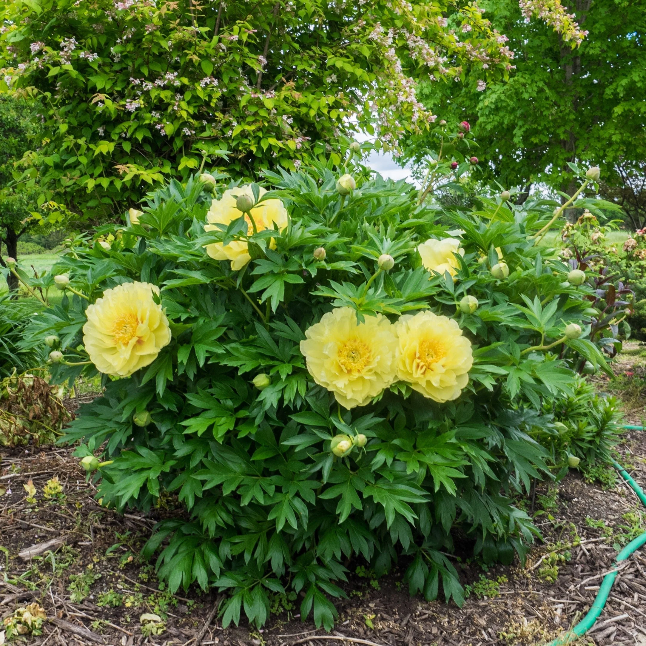 Peony, Bartzella Itoh Peony - Image 4