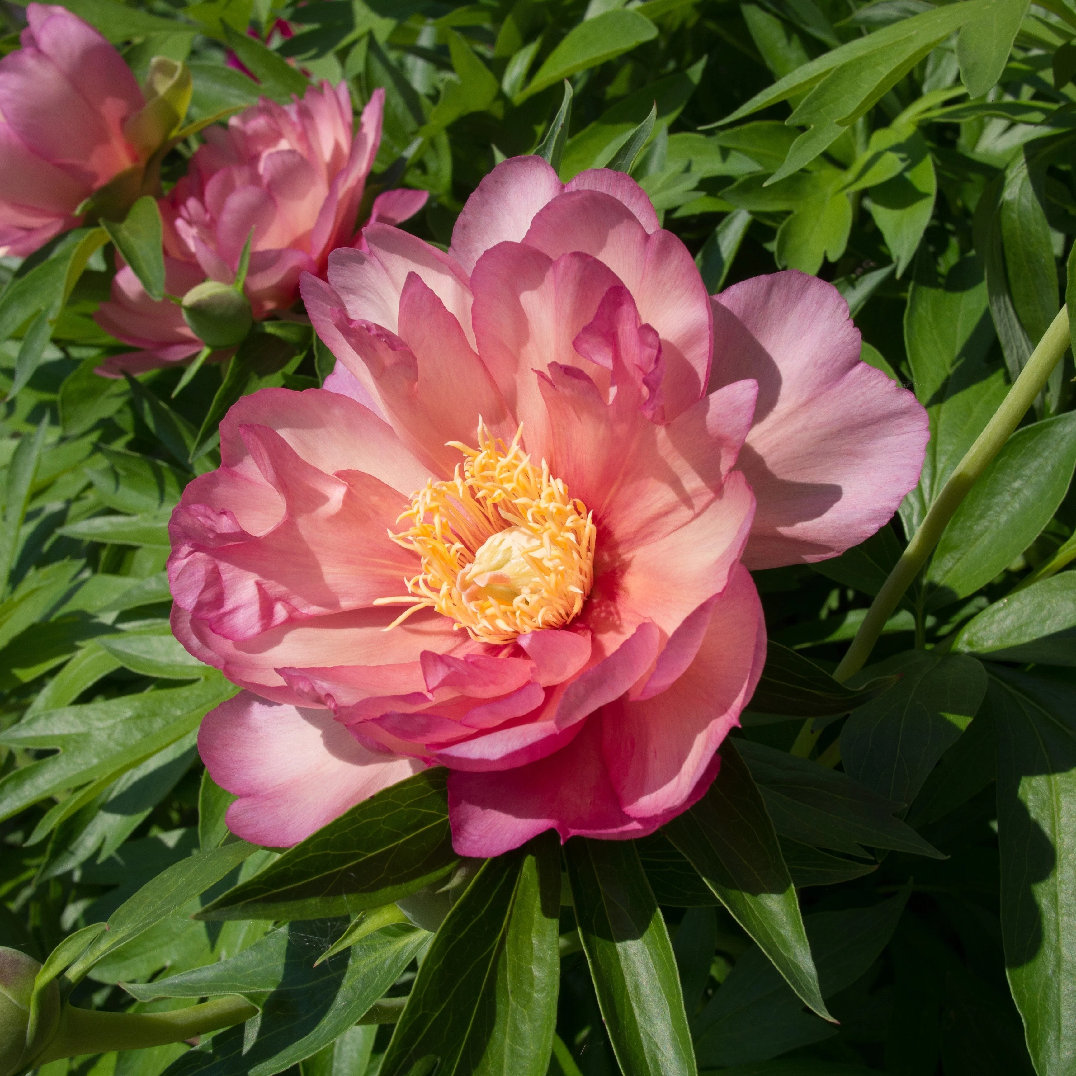 Peony, Julia Rose Itoh Peony - Image 2