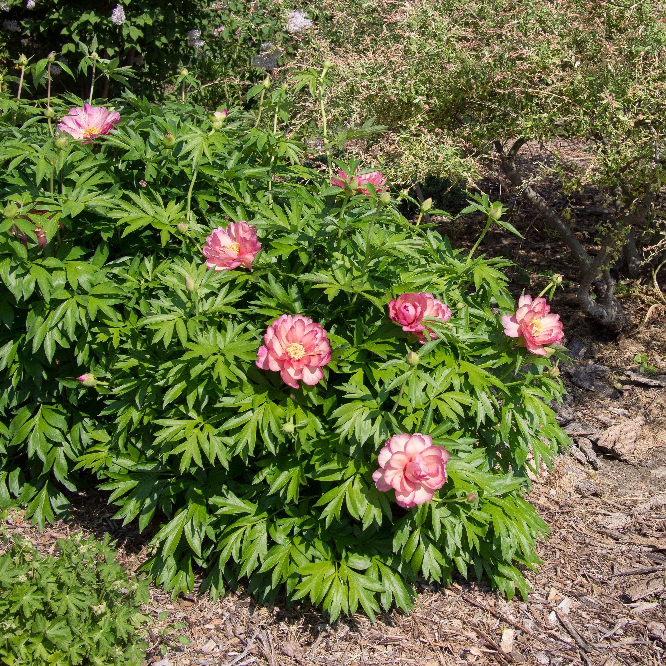 Peony, Julia Rose Itoh Peony - Image 3