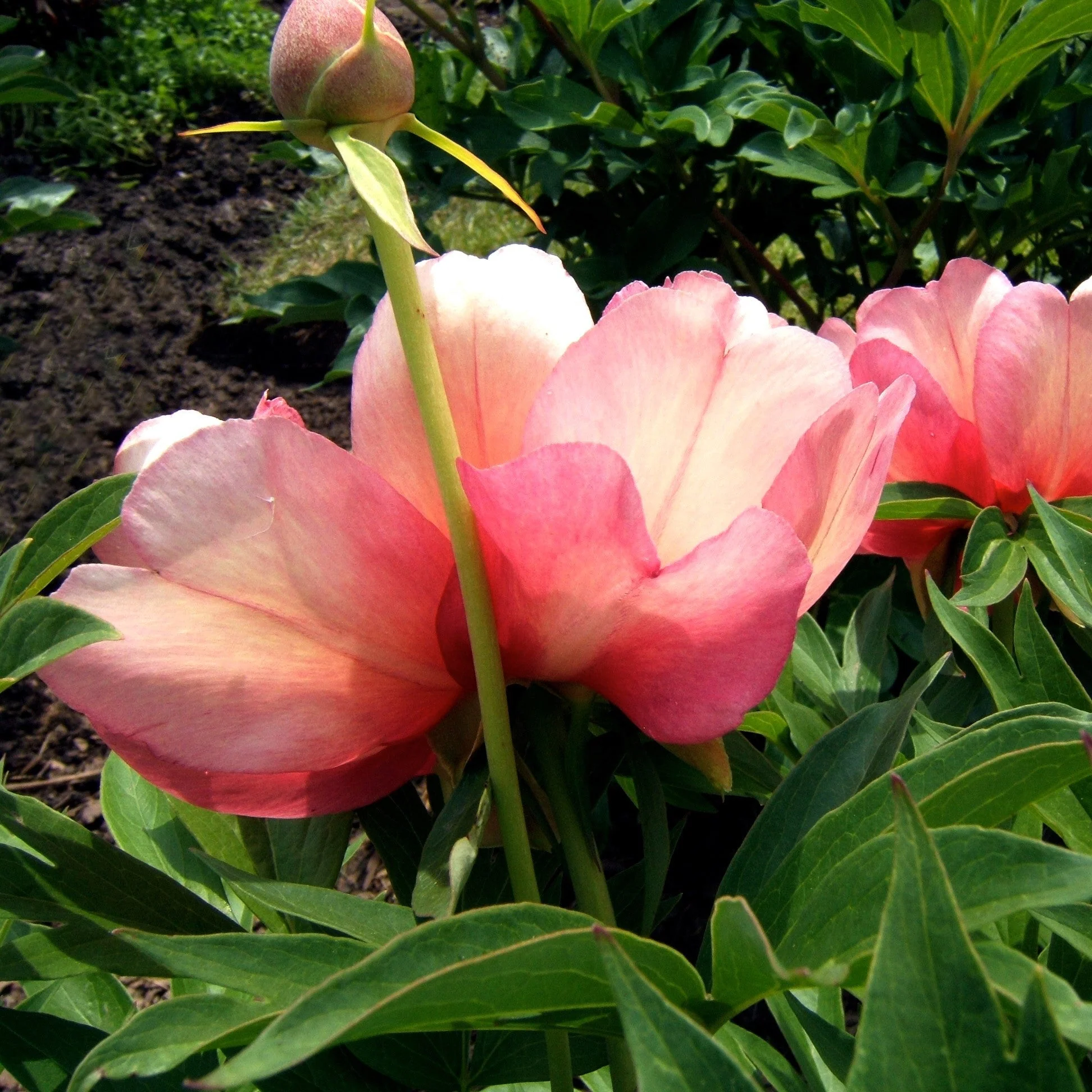 Peony, Julia Rose Itoh Peony - Image 4