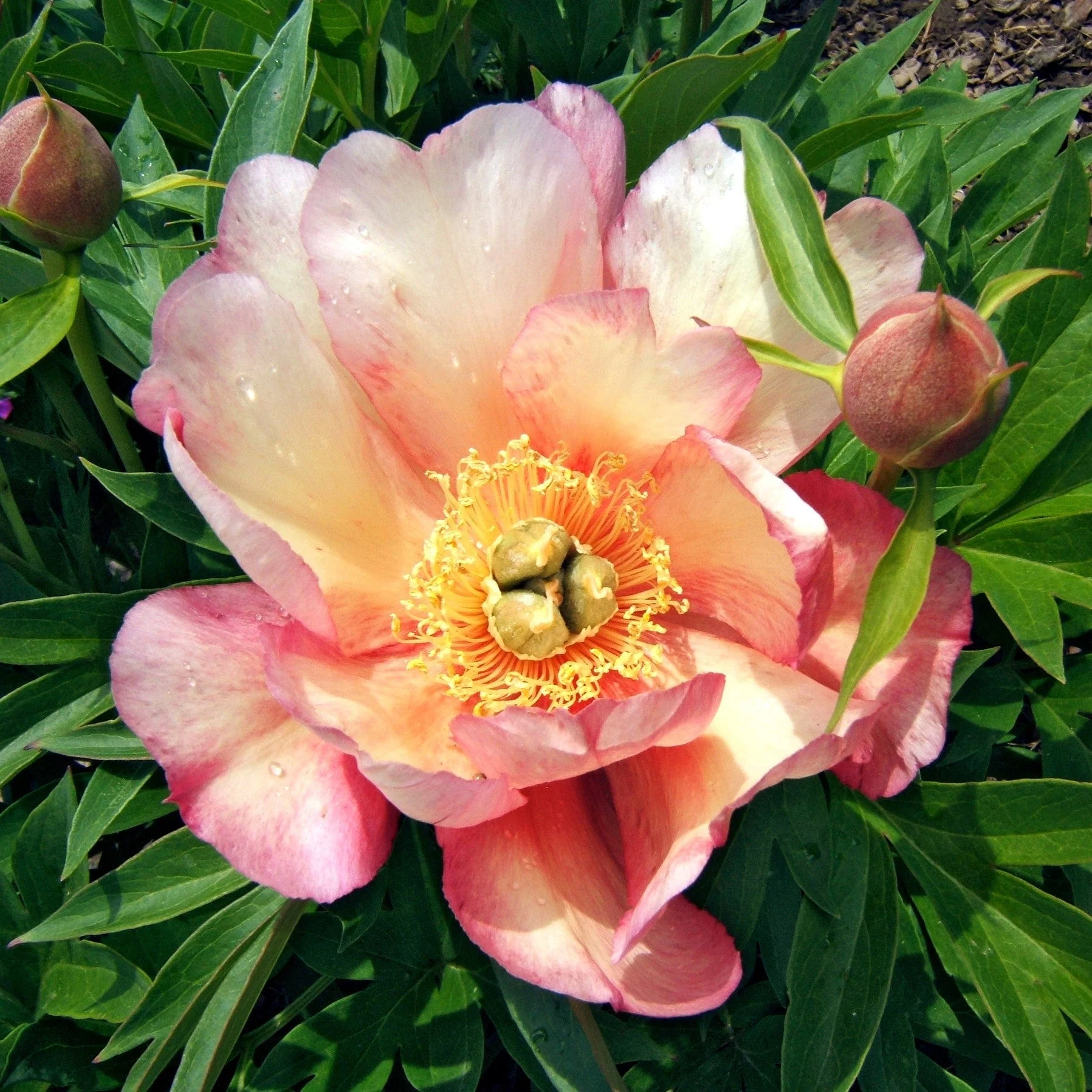 Peony, Julia Rose Itoh Peony - Image 5