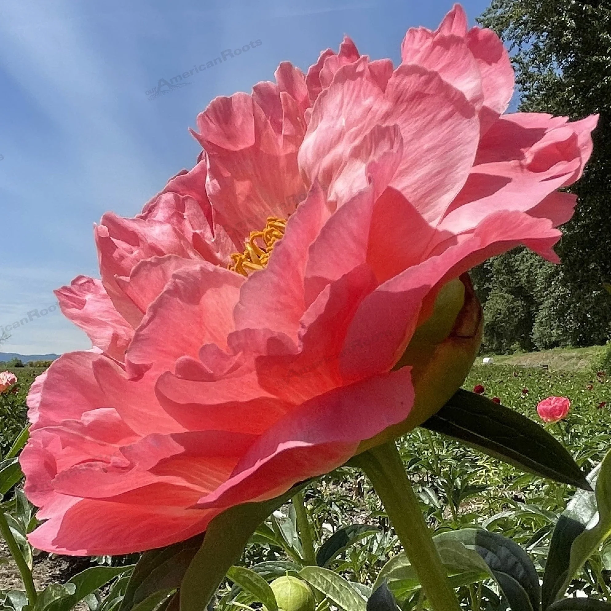Peony, Coral Sunset Peony - Image 2