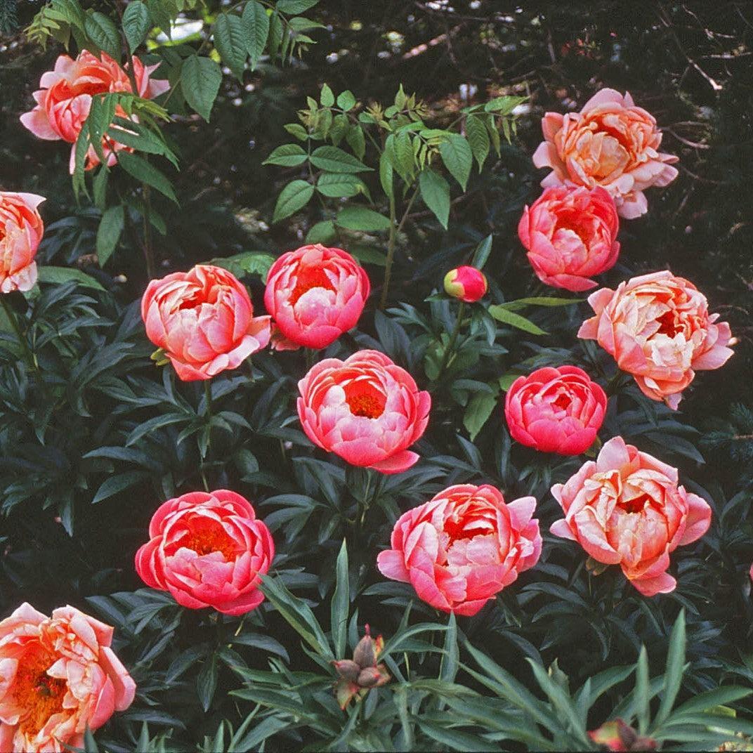 Peony, Coral Sunset Peony - Image 3