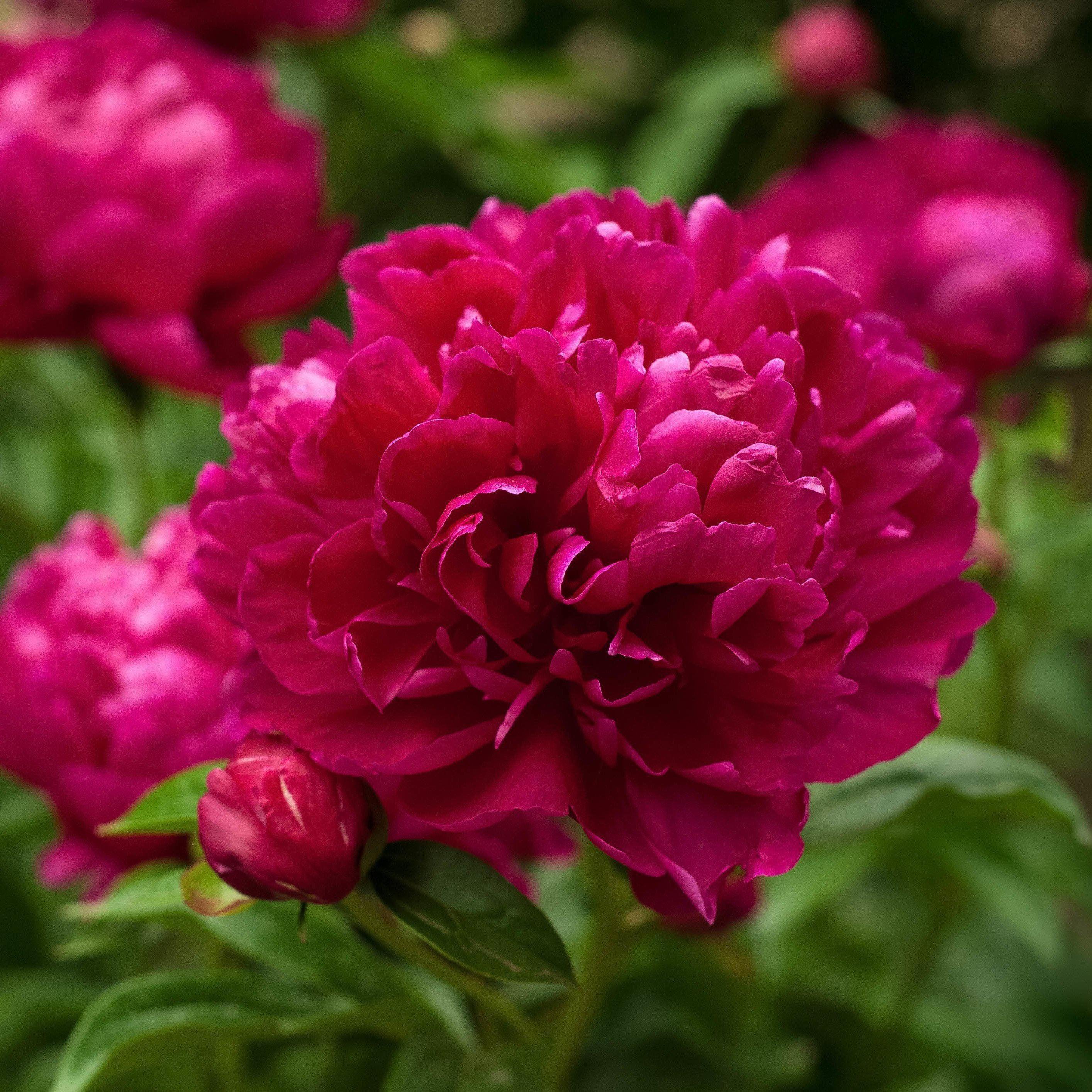 Peony, Karl Rosenfield Peony